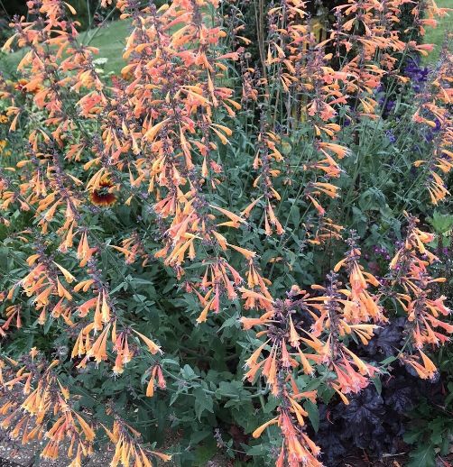 Agastache a. 'Navajo Sunset' #1 Agastache a. 'Navajo Sunset' #1