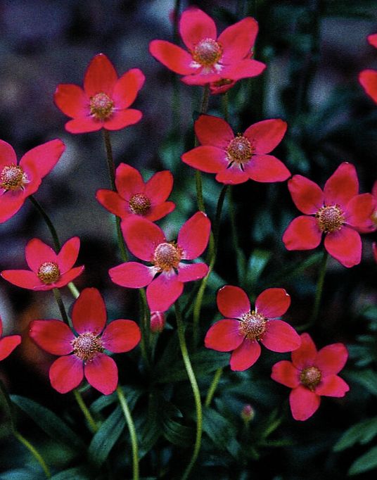 Anemone multi. 'Rubra' #1 Anemone multi. 'Rubra' #1