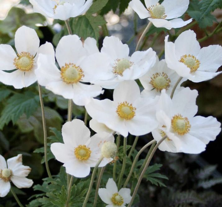 Anemone sylvestris 'Snowdop' #1 Anemone sylvestris 'Snowdop' #1