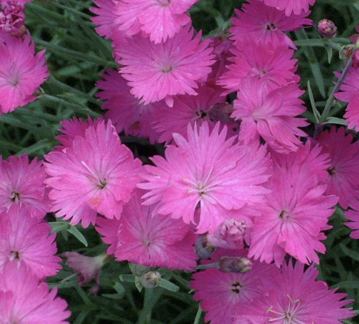 Dianthus g. 'Cheddar Pink' #1
