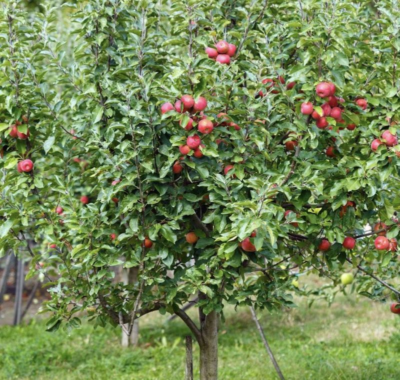 Fruit, Apple 'Jonathan' #5