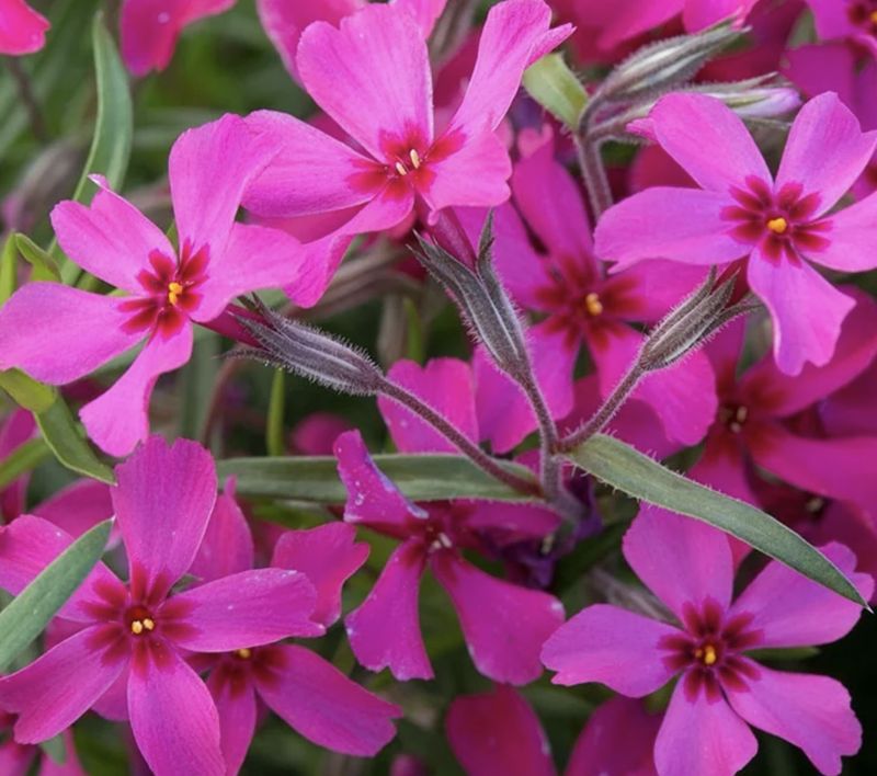 Phlox sub. 'Scarlet Flame' #1