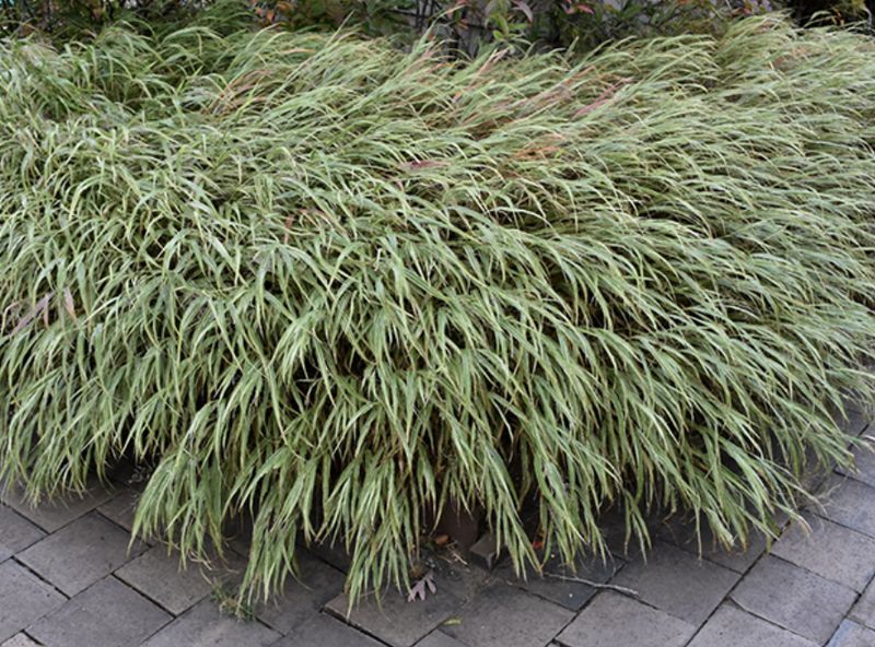 Hakonenchloa m. 'Albo-striata' #1