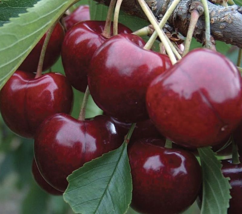 Fruit, Cherry 'Lapins' #10 Fruit, Cherry 'Lapins' #10