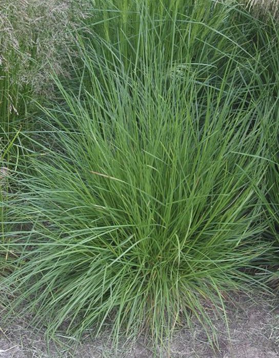 Deschampsia cespitosa #1 Deschampsia cespitosa #1