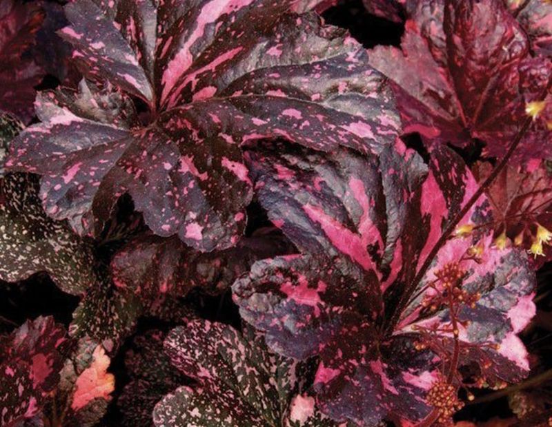 Heuchera 'Midnight Rose' #1 Heuchera 'Midnight Rose' #1