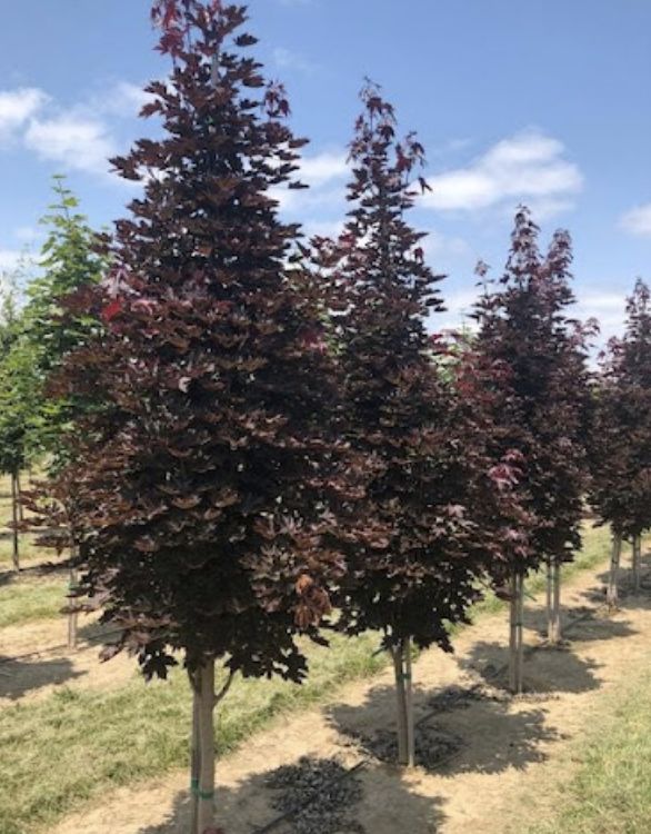 Acer p. 'Crimson Sentry'