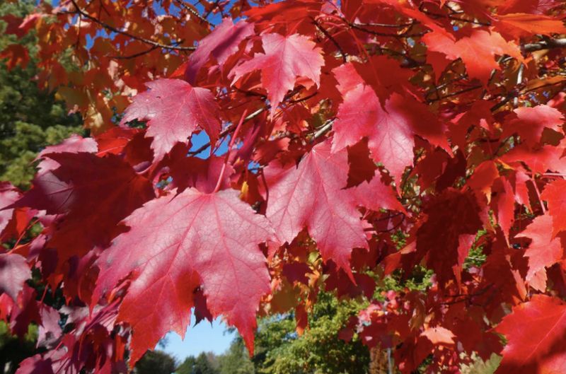 Acer t. 'Pacific Sunset'