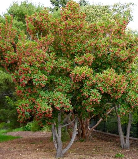 Acer tar. 'Hot Wings' M/S