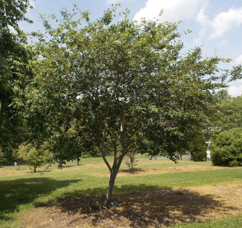 Amelanchier x g. 'Autumn Brilliance'