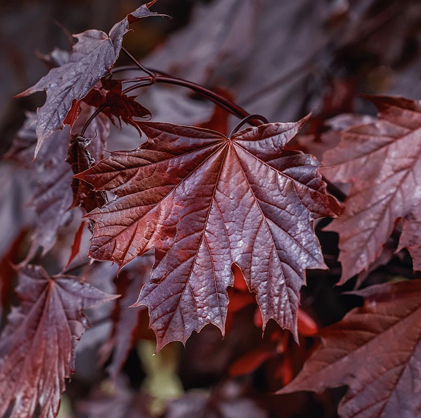 Acer p. 'Crimson King' Acer p. 'Crimson King'