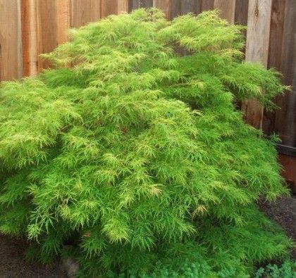 Acer p. d. 'Viridis' Acer p. d. 'Viridis'