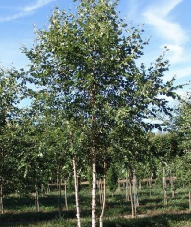 Betula p. 'Dakota Pinnacle' M/S Betula p. 'Dakota Pinnacle' M/S