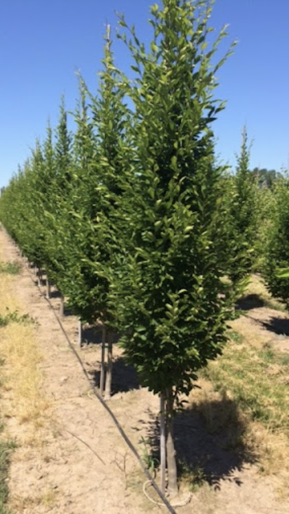 Carpinus b. 'Frans Fontaine'