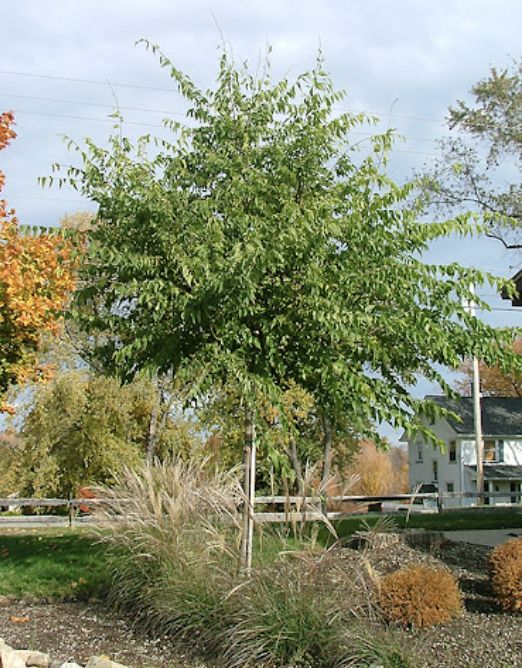 Celtis o. 'Common Hackberry' Celtis o. 'Common Hackberry'