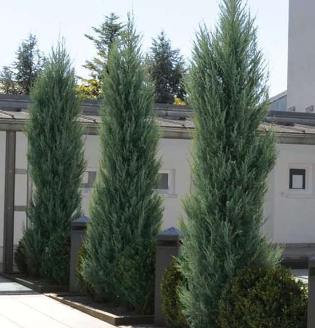 Juniperus s. 'Skyrocket'