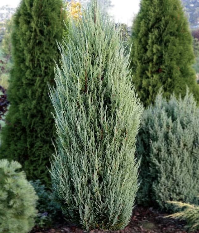 Juniperus s. 'Blue Arrow'