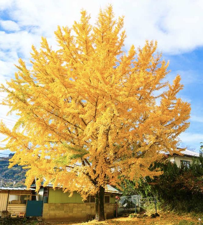 Ginkgo b. 'Shrangri-La' Ginkgo b. 'Shrangri-La'