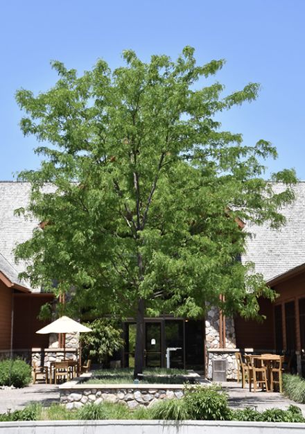 Gleditsia t. 'Skyline'