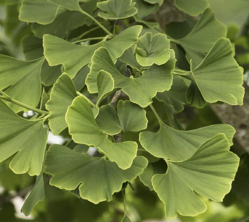 Ginkgo b. 'Princeton Sentry'