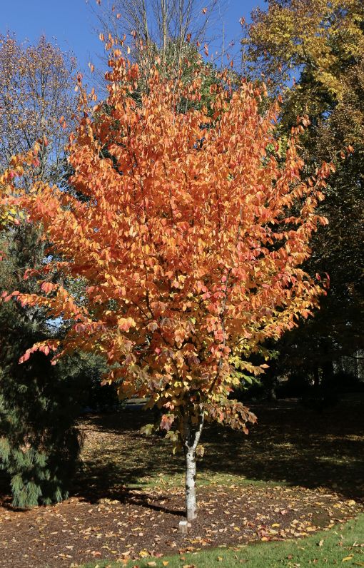 Parrotia p. 'Ruby Vase'