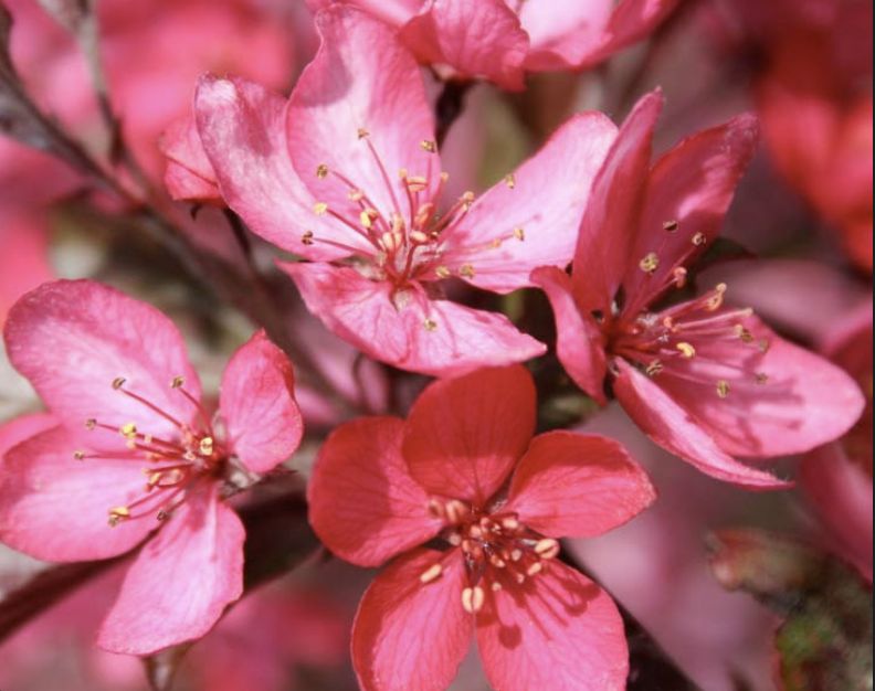 Malus 'Royal Raindrops'