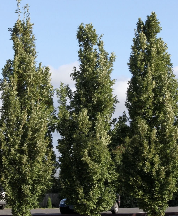 Quercus x b. 'Crimson Spire'