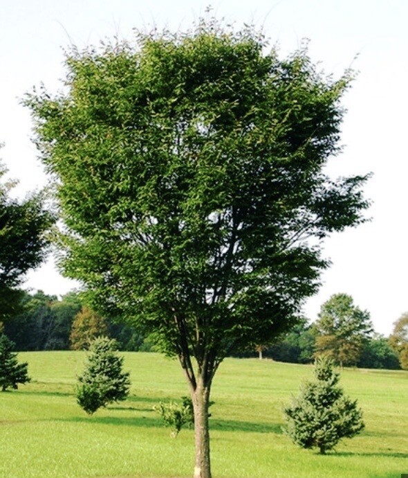 Zelkova s. 'Green Vase'
