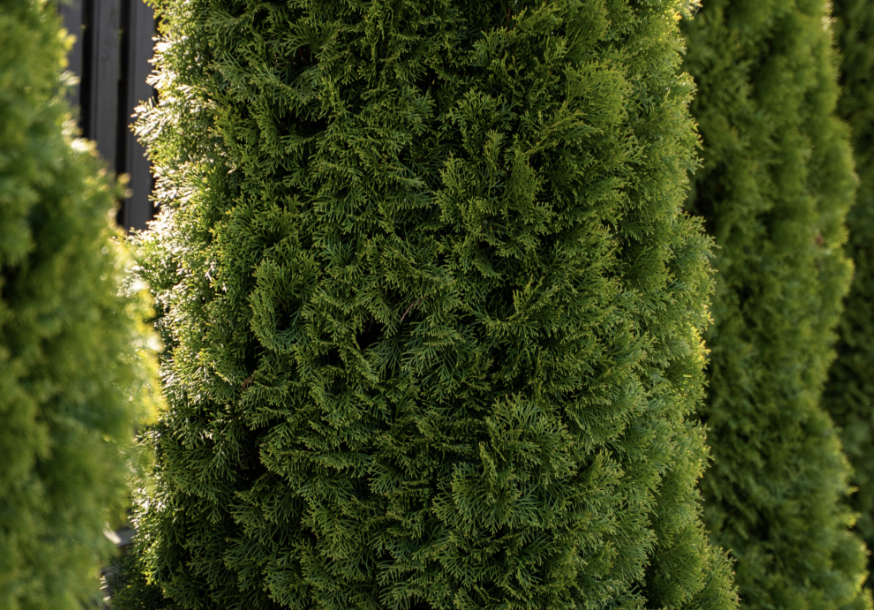Thuja o. 'Emerald Green'