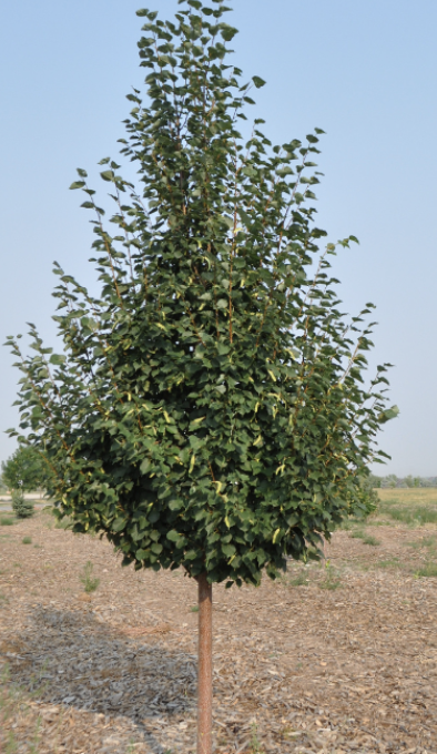 Tilia c. 'Greenspire'