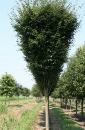 Zelkova s. 'Mushashino' Zelkova s. 'Mushashino'