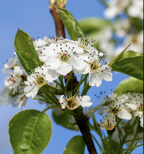 Pyrus c. 'Chanticleer' Pyrus c. 'Chanticleer'