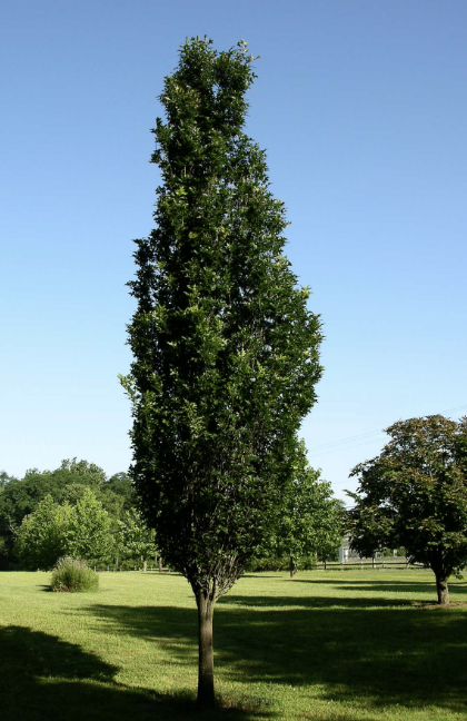 Quercus x w. 'Regal Prince'