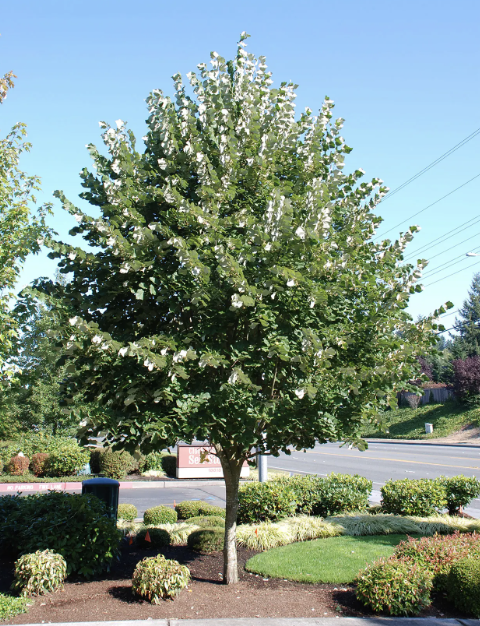 Tilia t. 'Sterling Silver'