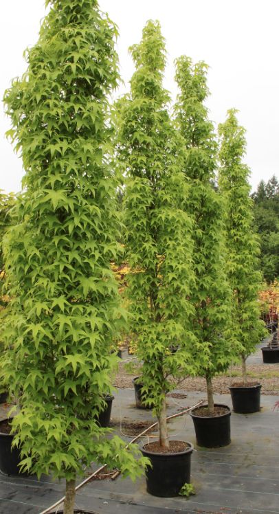 Liquidambar s. 'Slender Silhouette'