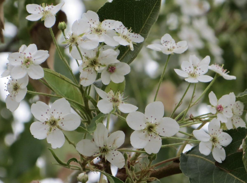 Pyrus c. 'Aristocrat' Pyrus c. 'Aristocrat'