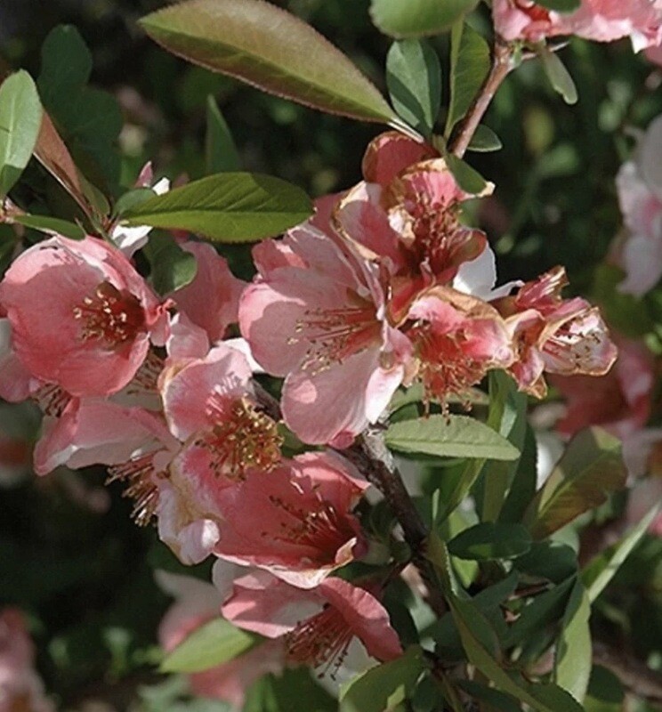 Chaenomeles spec 'Toyo-Nishiki'