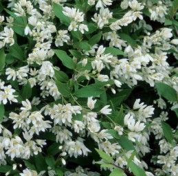 Deutzia 'Nikko'