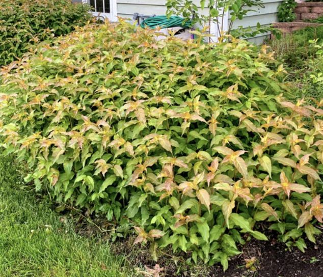 Diervilla l. 'Dwarf Honeysuckle Bush'