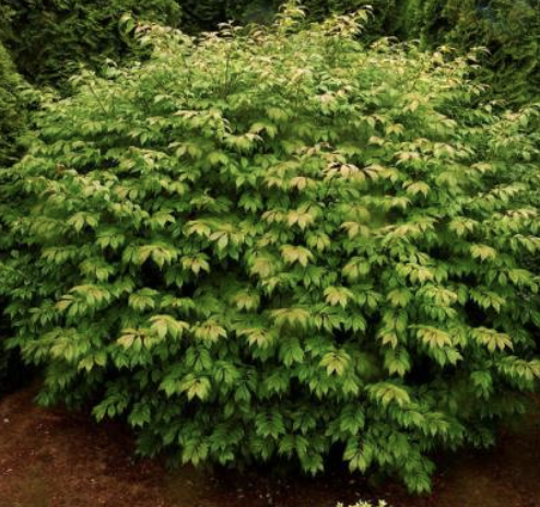 Euonymus a. 'Compactus' Euonymus a. 'Compactus'