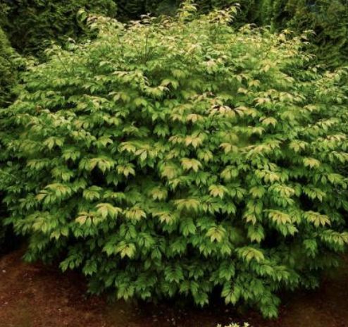 Euonymus a. 'Compactus'