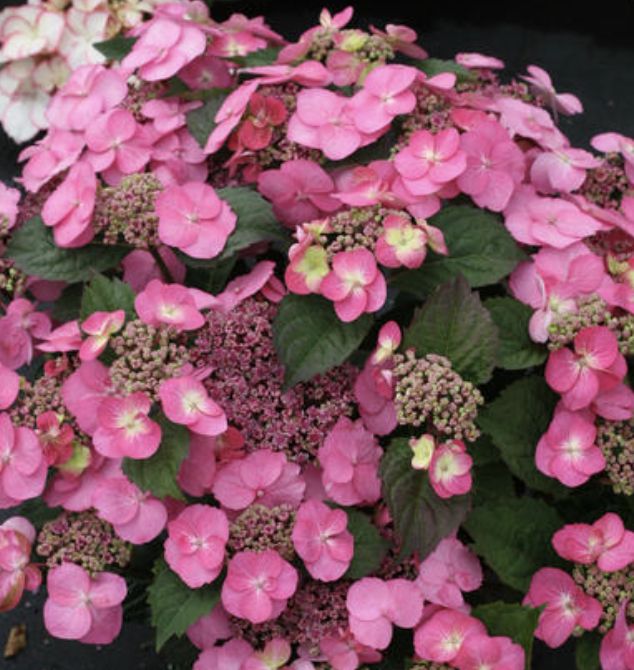 Hydrangea s. 'Tuff Stuff'