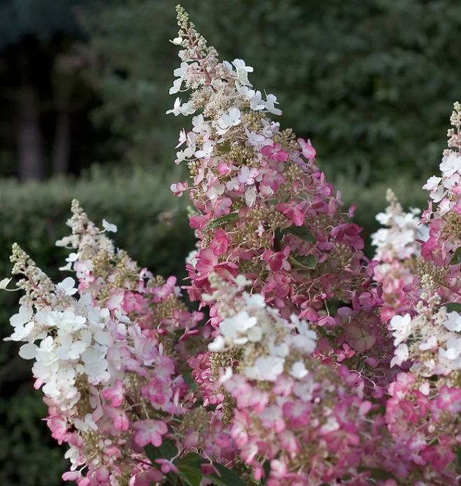 Hydrangea p. 'Pinky Winky'