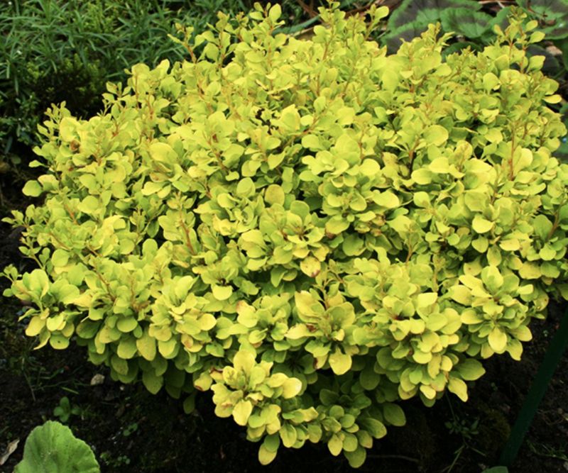 Berberis t. 'Tiny Gold' 