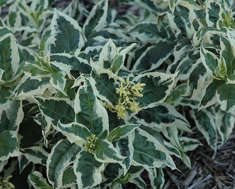 Diervilla  'Cool Splash'