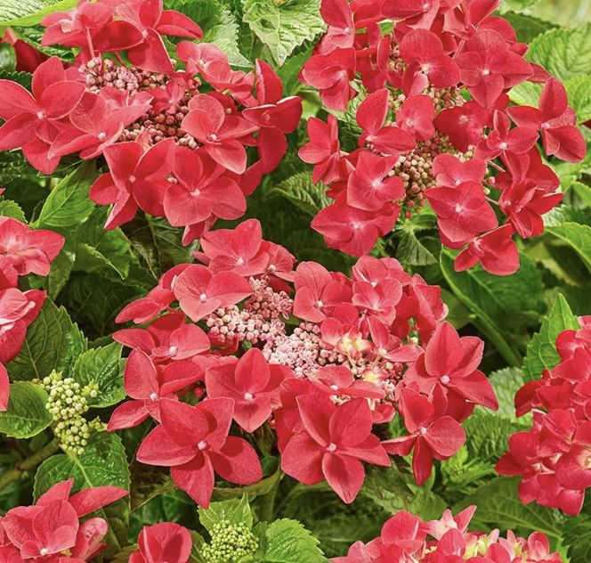Hydrangea m. 'Teller Red' 