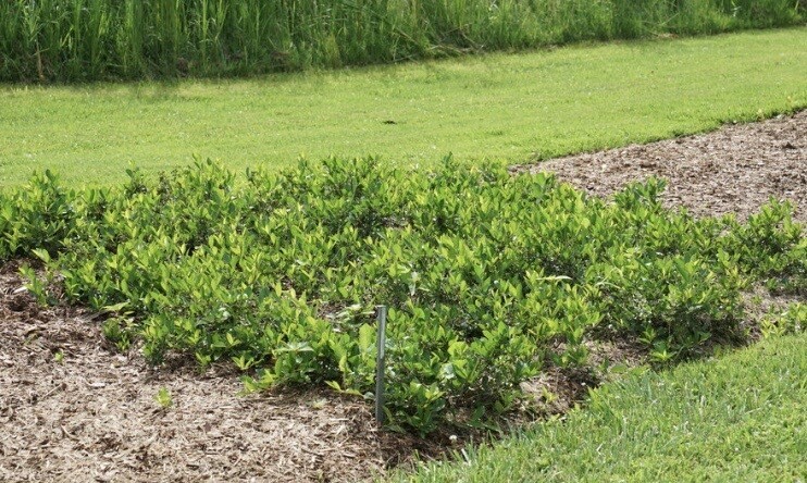 Aronia m. 'Autumn Magic'