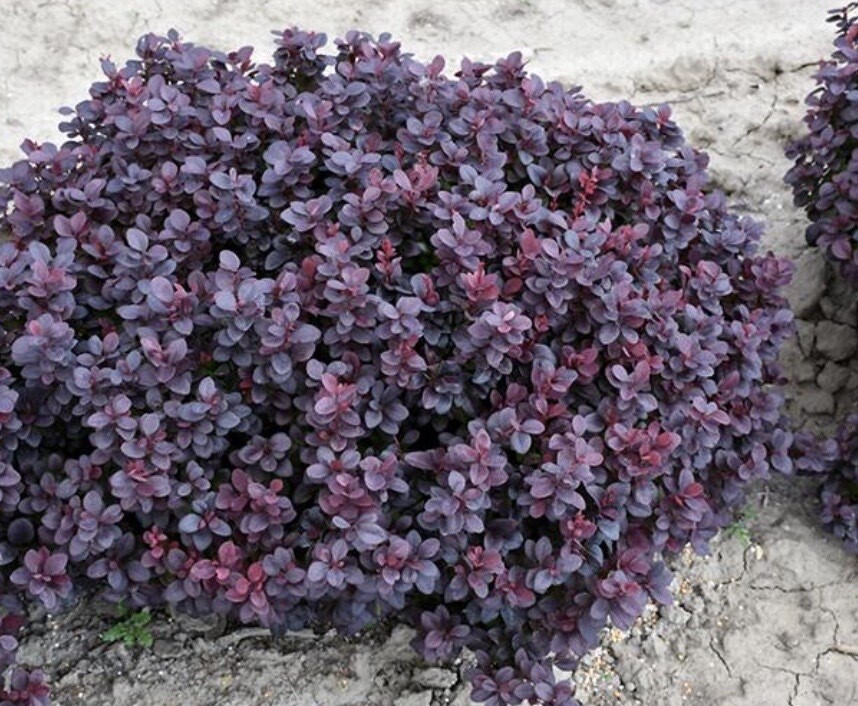 Berberis t. 'Concorde'