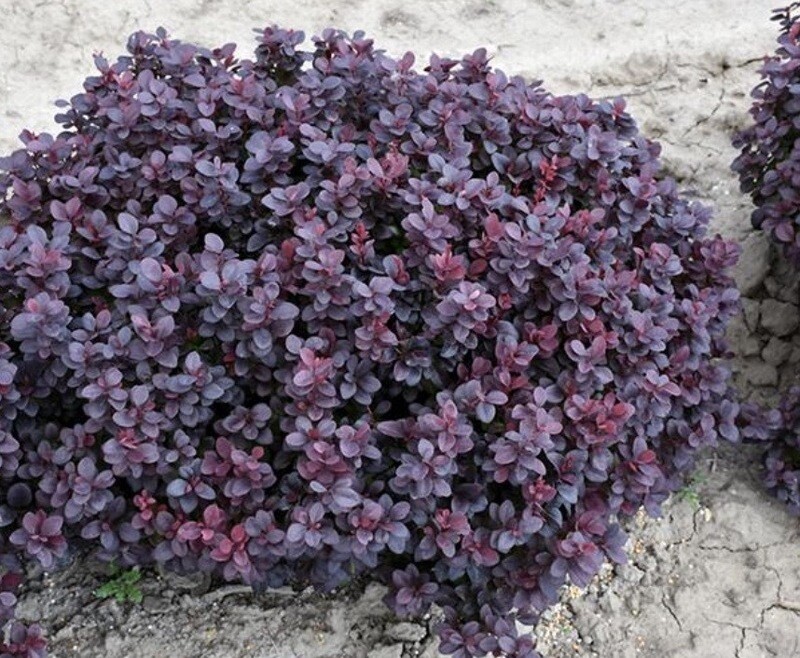 Berberis t. 'Concorde'