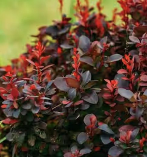 Berberis t. 'Crimson Pygmy' Berberis t. 'Crimson Pygmy'